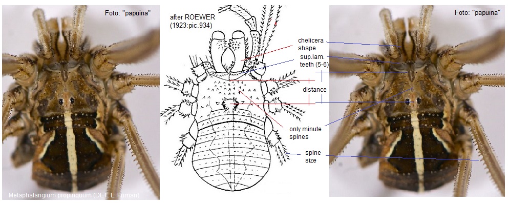 Phalangium opilio? No. Metaphalangium sp. - M.te Grande (BO)